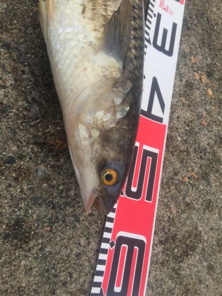 黒鯛、メジナ好調！カンダイ、メナダも！